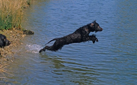 An Irish Water Spaniel leaping into water