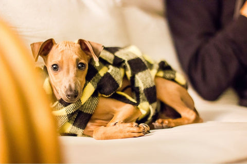 An Italian Greyhound laying on a couch covered with a blanket