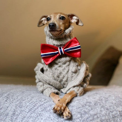 An Italian Greyhound lying on a couch wearing a sweater and a bowtie