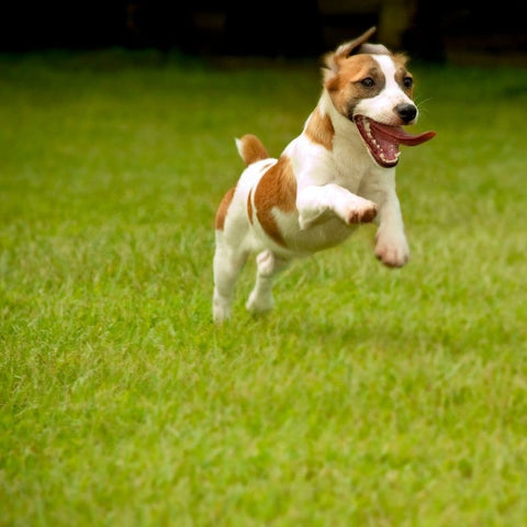 A Jack Russell Terrier running on grass