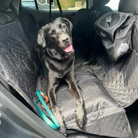 Labrador laying on back seats of car fited with Waterproof Car Seat Cover