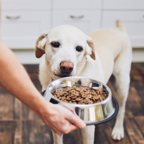 A Labrador Retriever looking at a food bowl held by its human