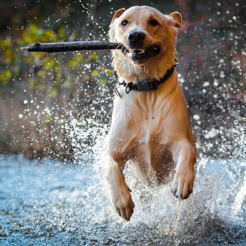 A Golden Retriever running through water with a stick