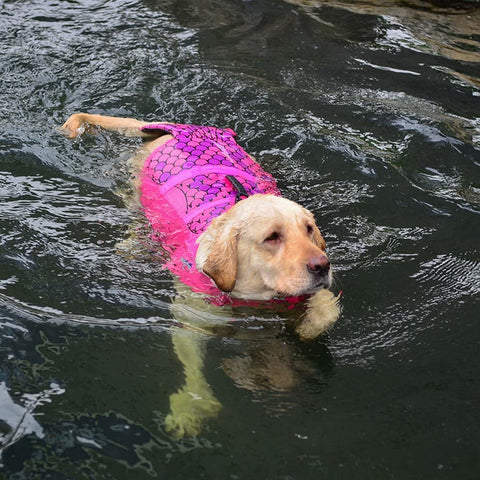 A Labrador swimming with the Mermaid Dog Life Jacket