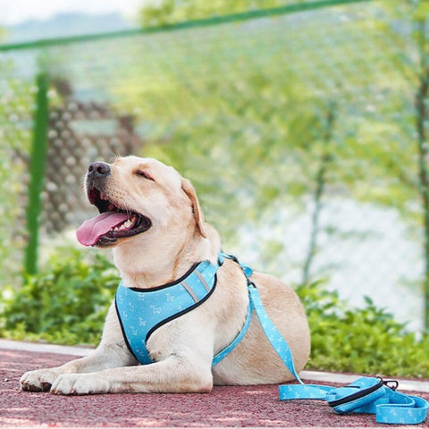 Labrador laying down wearing the Blue Six Piece Harness Set