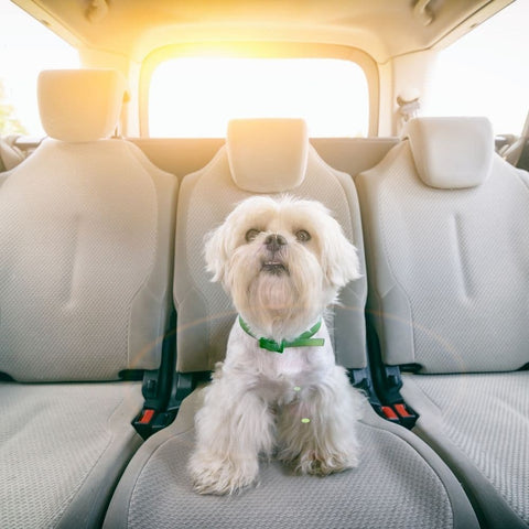 A Maltese sitting on the back seats of a car