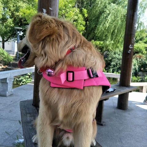 A Golden Retriever sitting on a bench turned back wearing the Mermaid Dog LIfe Jacket