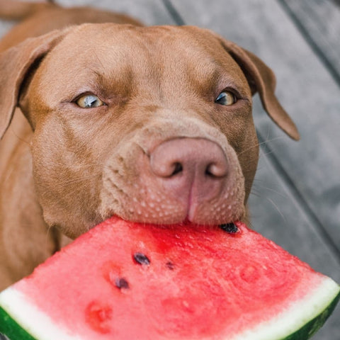 A Pitbull biting into a watermelon slice