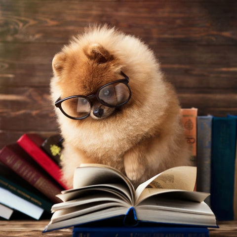 A Pomeranian reading a book while wearing glasses