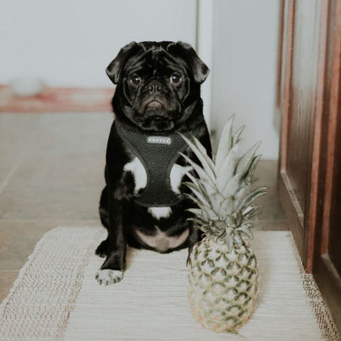 Pug sitting on the floor next to a pineapple