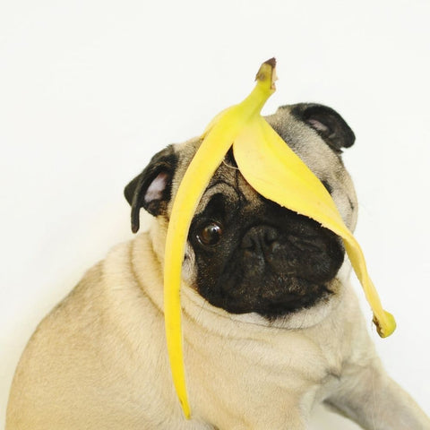 Pug with a banana peel on its head