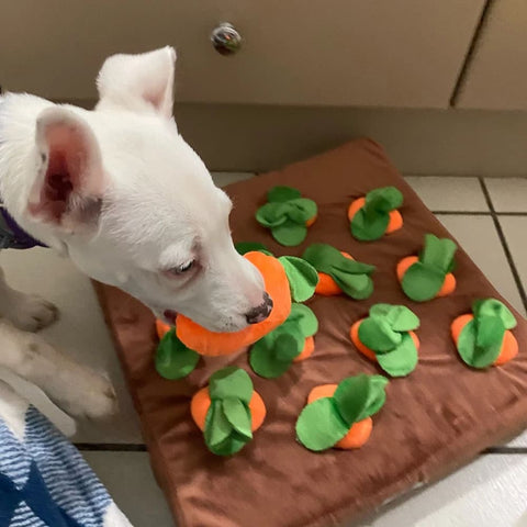 A puppy holding a plush carrot in its mouth while standing next to the Carrot Field Snuffle Toy