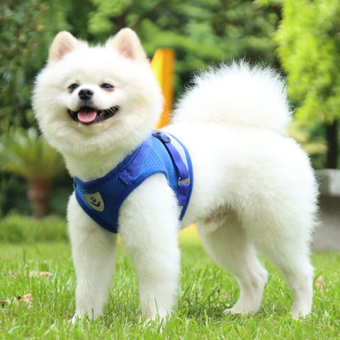 A Pomeranian wearing the Blue Reflective Harness