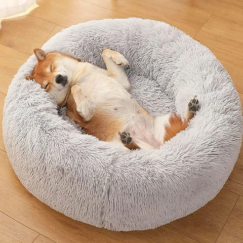 A Shiba Inu sleeping in a light gray Calming Cuddle Bed