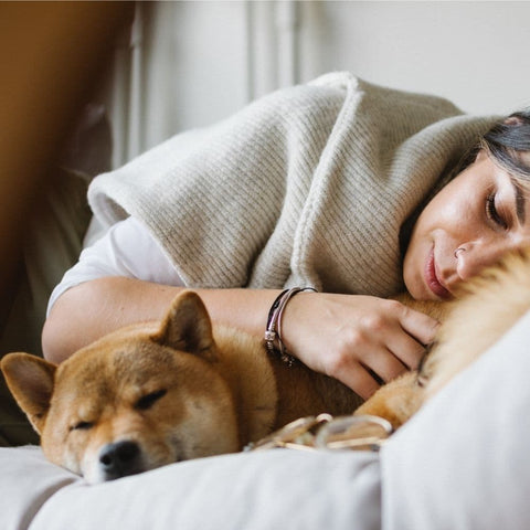 A Shiba Inu napping on a couch next to its human