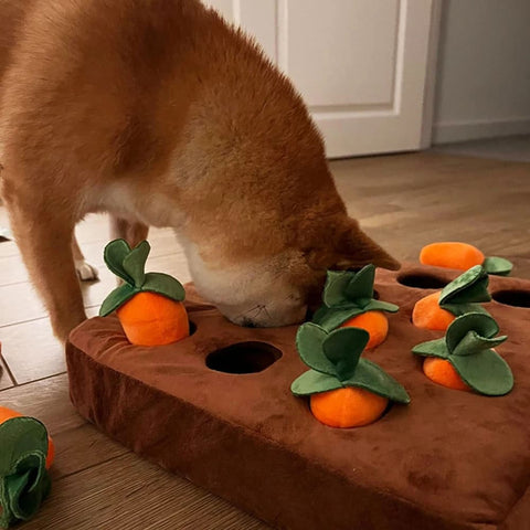 A Shiba Inu with its nose deep in the Carrot Field Snuffle Toy