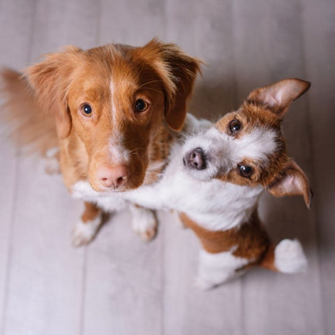 A Jack Russell Terrier hugging a Duck Toller as both look up