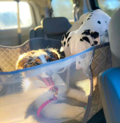 on backTwo dogs on back seats of a car fitted with Waterproof Car Seat Cover