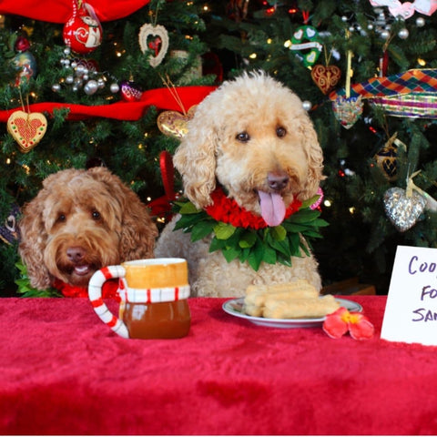 Two Labradoodles sitting in front of a Christmas tree next a table with cookies