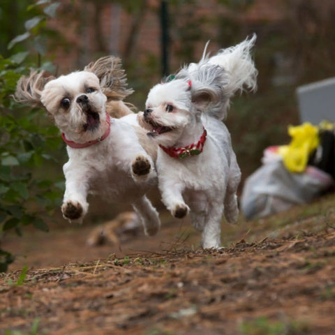 Two Malteses running through the woods