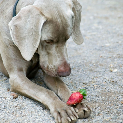 A Weimaraner holding a strawberry on its paws