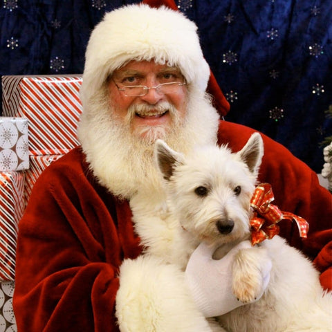 A West Highland Terrier sitting in Santa's lap