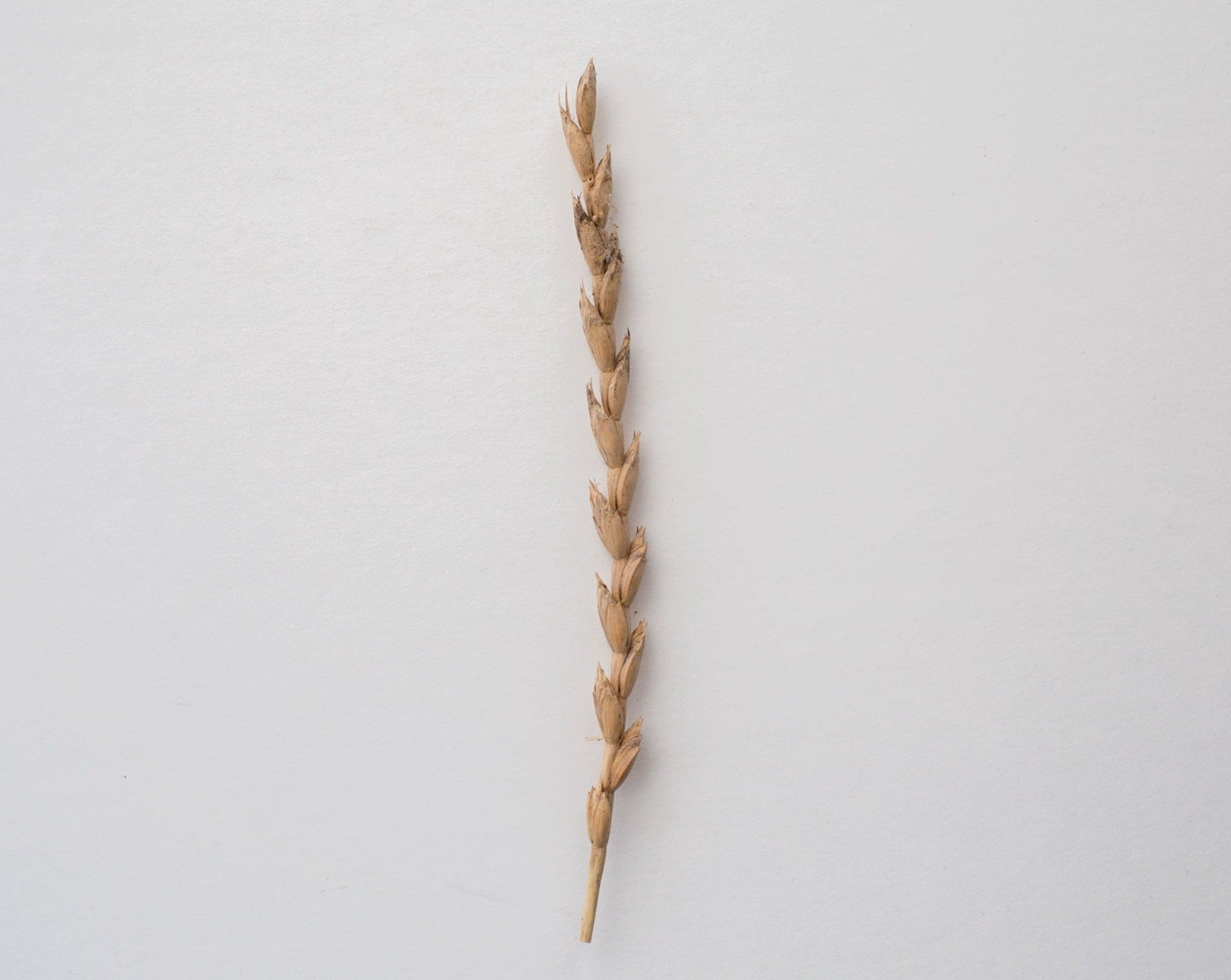 Wheat (Spelt) - Fall