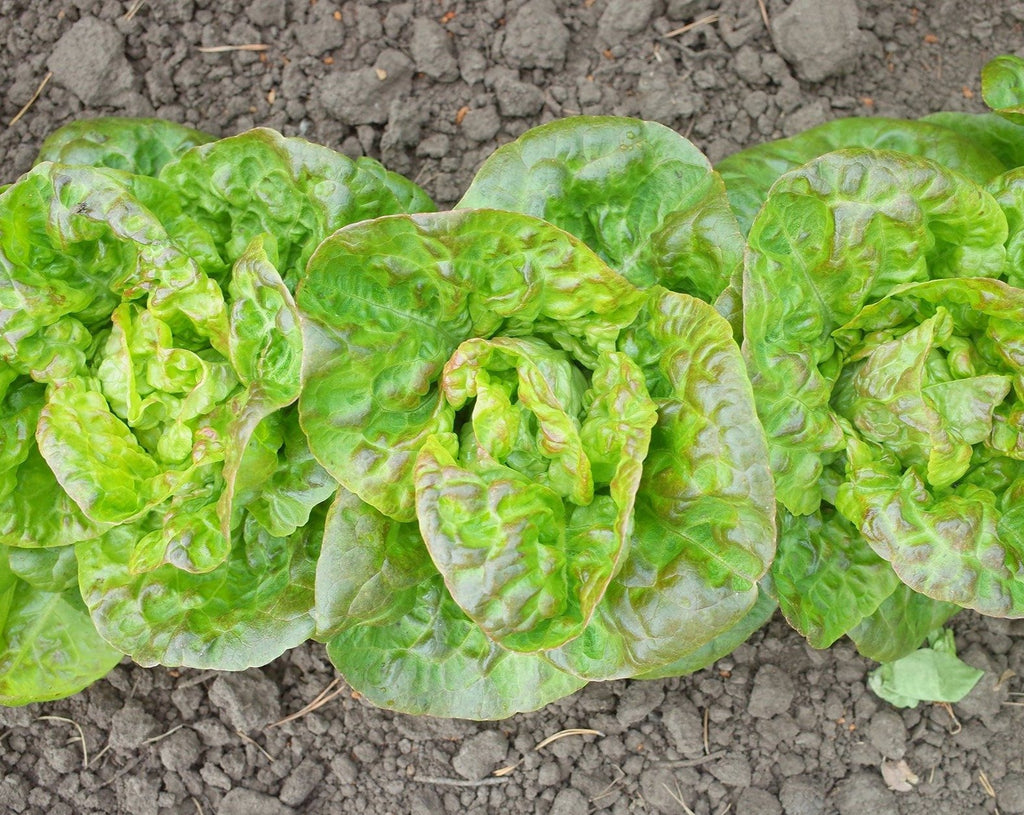 Lettuce - Sucrine Romaine