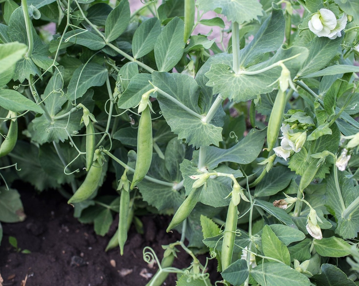 Sugar daddy peas plant