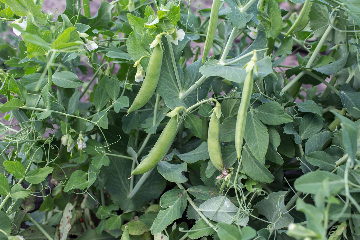 Snap Pea Bush Sugar Daddy Prairie Garden Seeds   Peas Snappea Sugar Daddy 2 1200x1200 