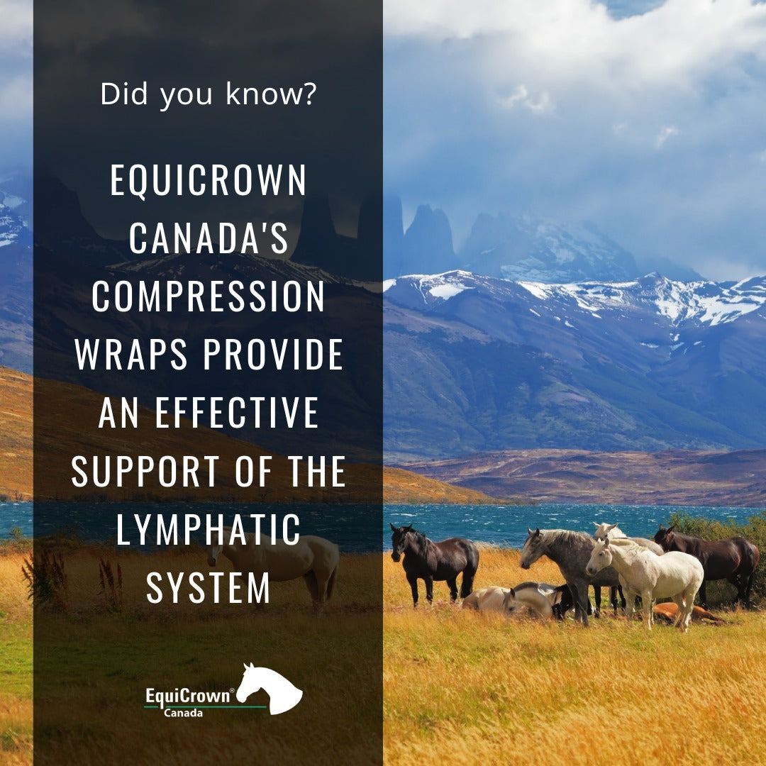 EquiCrown_Canada_on_Instagram_The_lymphatic_system_of_a_horse_is