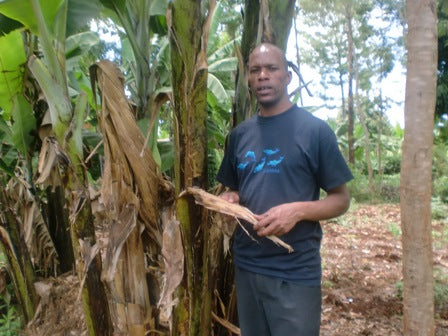 James Njoro craft maker standing by banana tree with the bark he uses in making his crafts