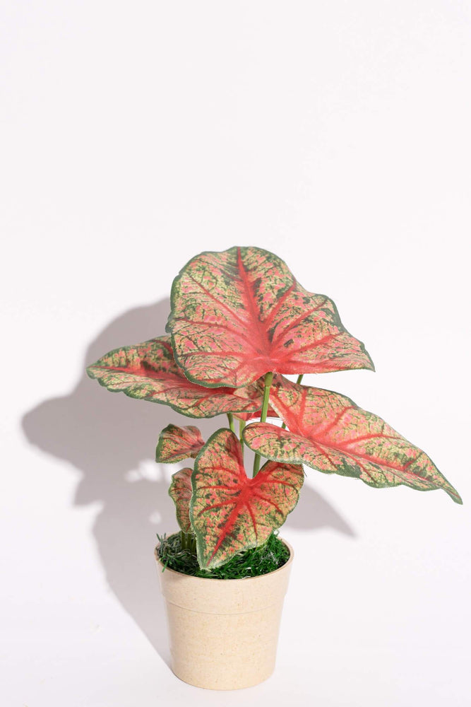 Mini Heart Of Jesus Caladium Red Green Potted Plant Magnolia Collective Au