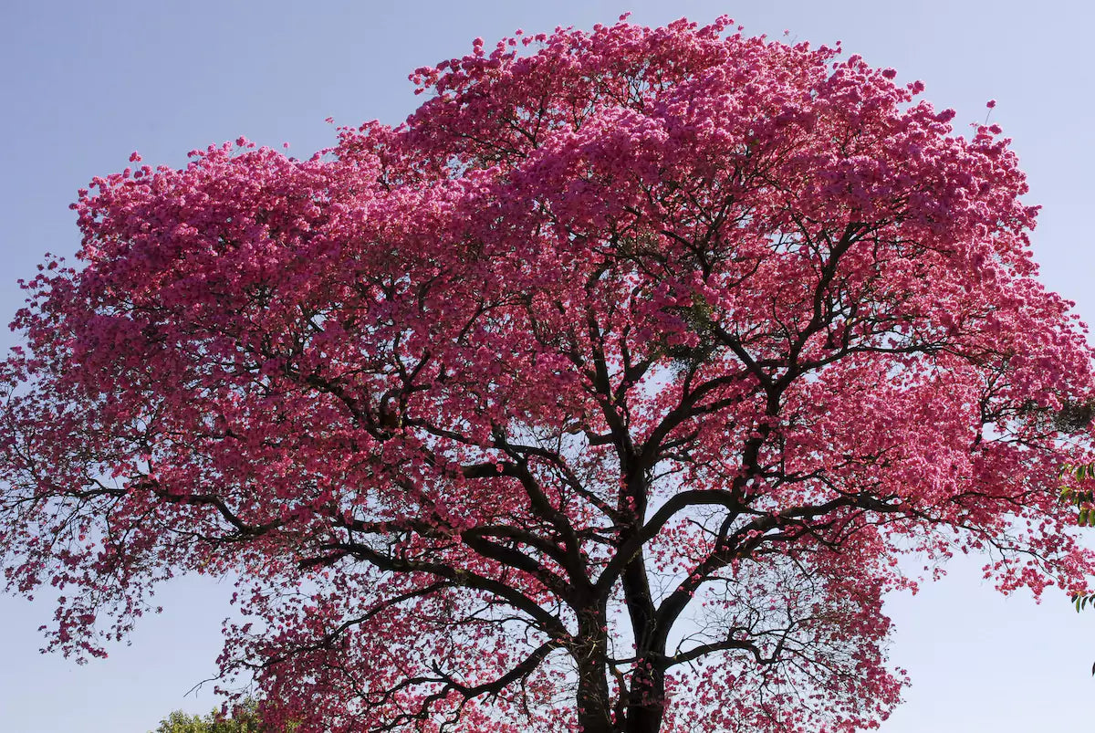 Pau D'Arco tree in the Amazonian rainforest