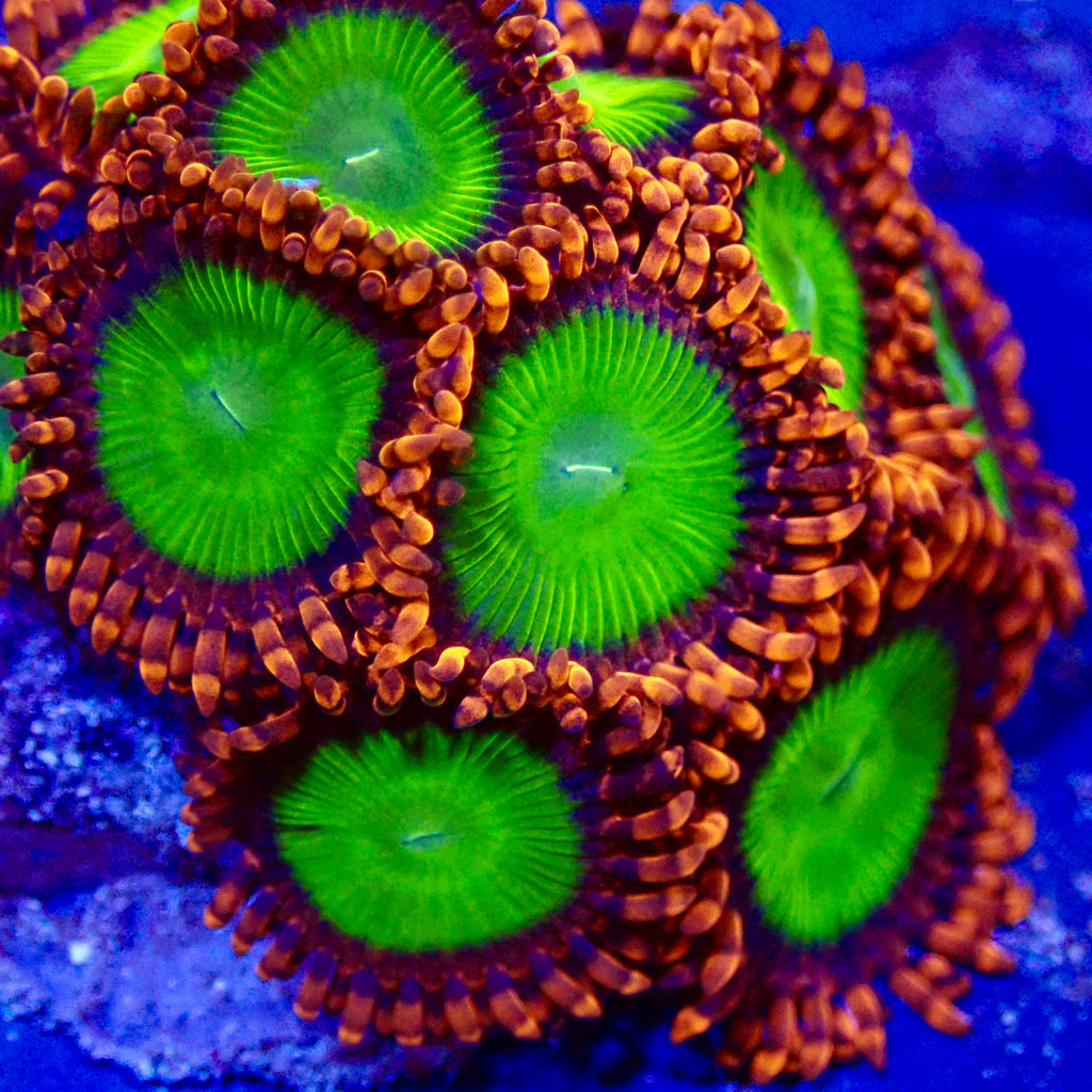 Candy Apple Red Zoanthids Per Polyp – Aquarium ReefSolution inc.