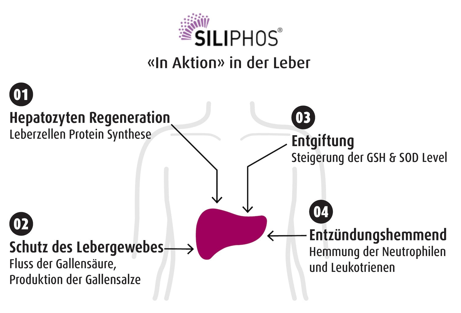 Siliphos® Wirkungsweise