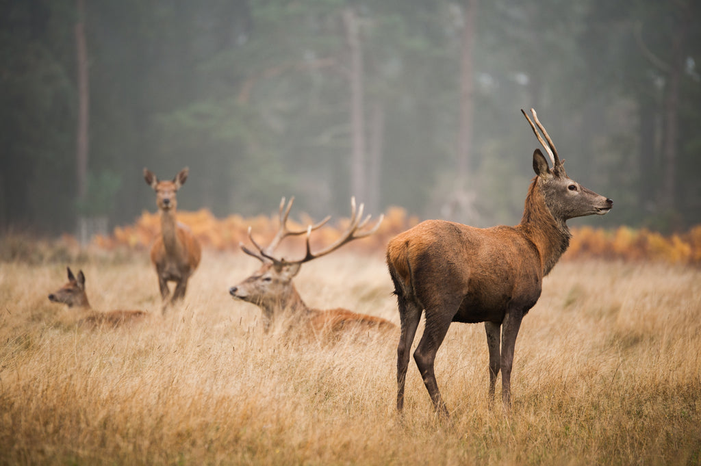 Beautiful deer in a field with trees behind them