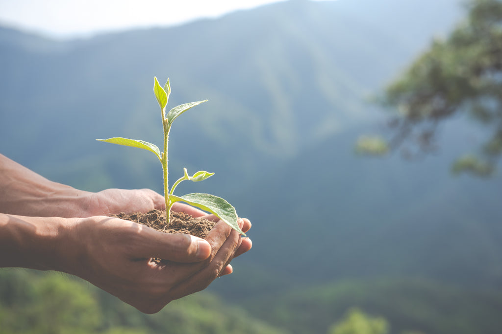 Person holding soil in hand with a plant growing from it