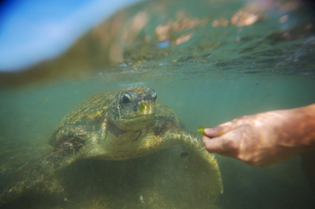 A turtle in the water with a human hand holding out food to it.