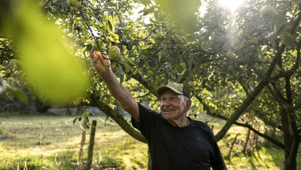 Consommer local - ramassage de pommes Kupela