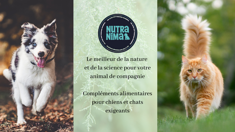 bienfaits chat santé bien etre