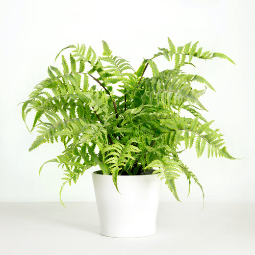 Artificial fern plant in moss and twig basket - 27 | Realistic fern plants