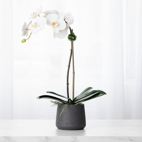 orchid plant