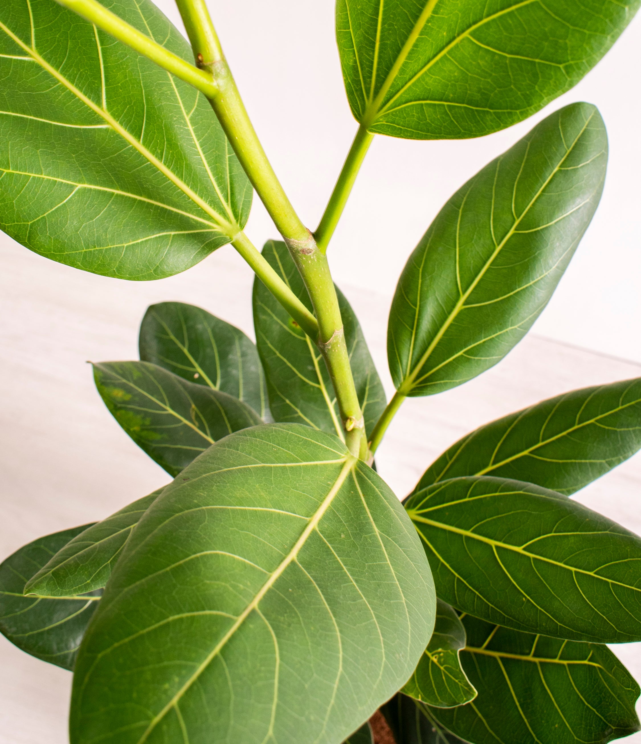 Ficus Audrey Tree With Mid-Century Pot Extra Large 5-6 ft tall, potted  plant, shipped by Léon & George