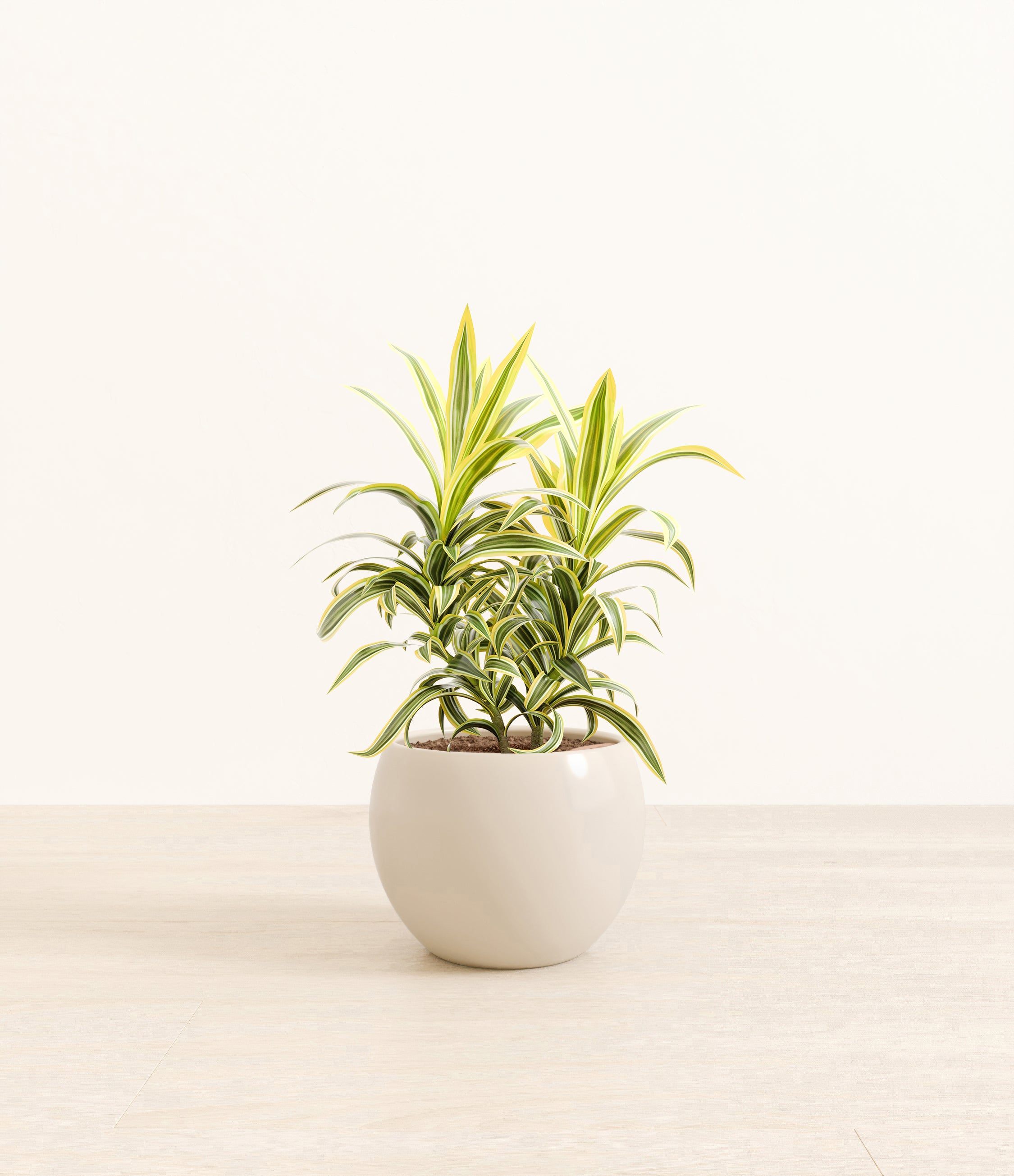 Song Of India Dracaena