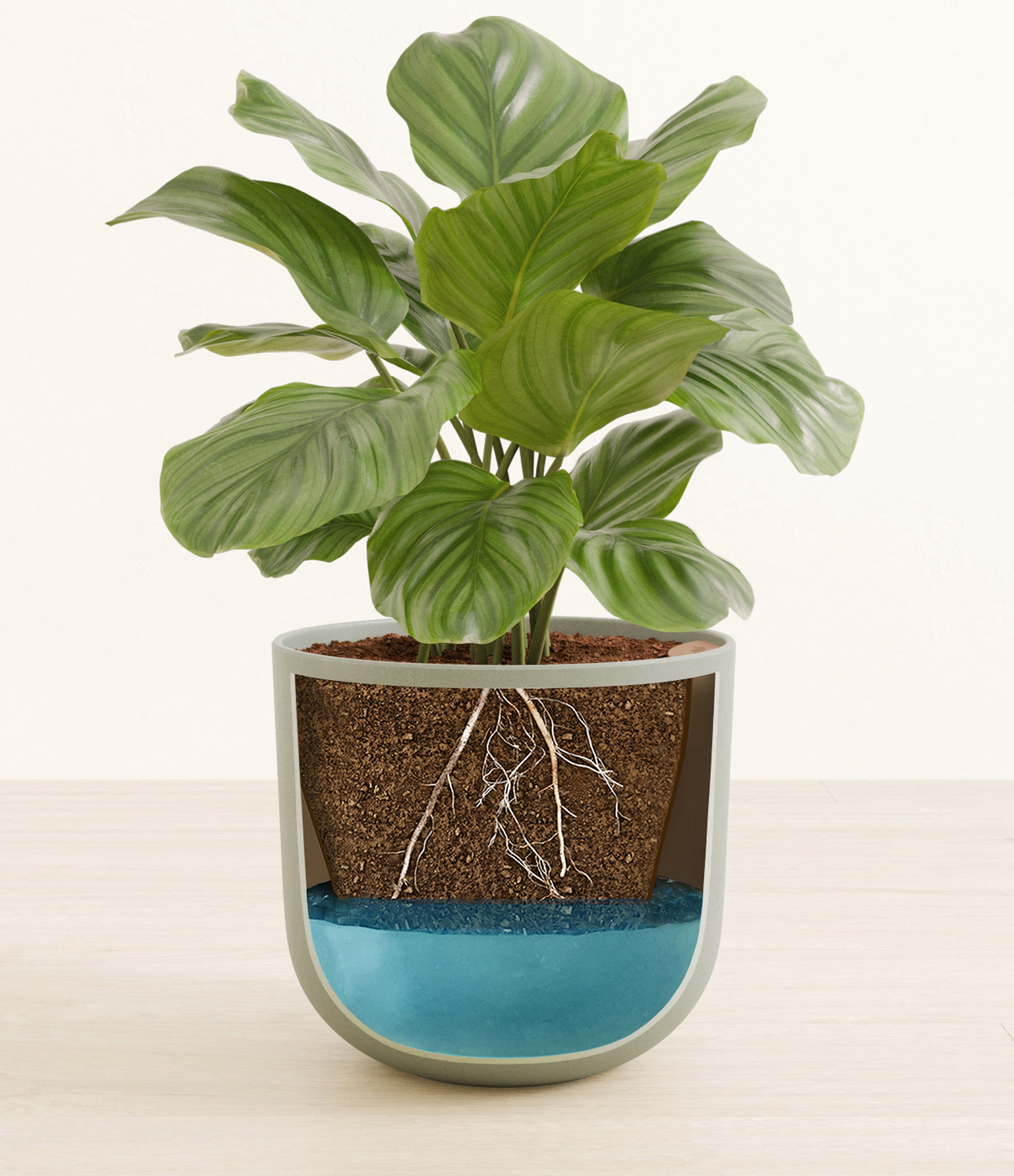 CALATHEA ORBIFOLIA pot de 4 pouces