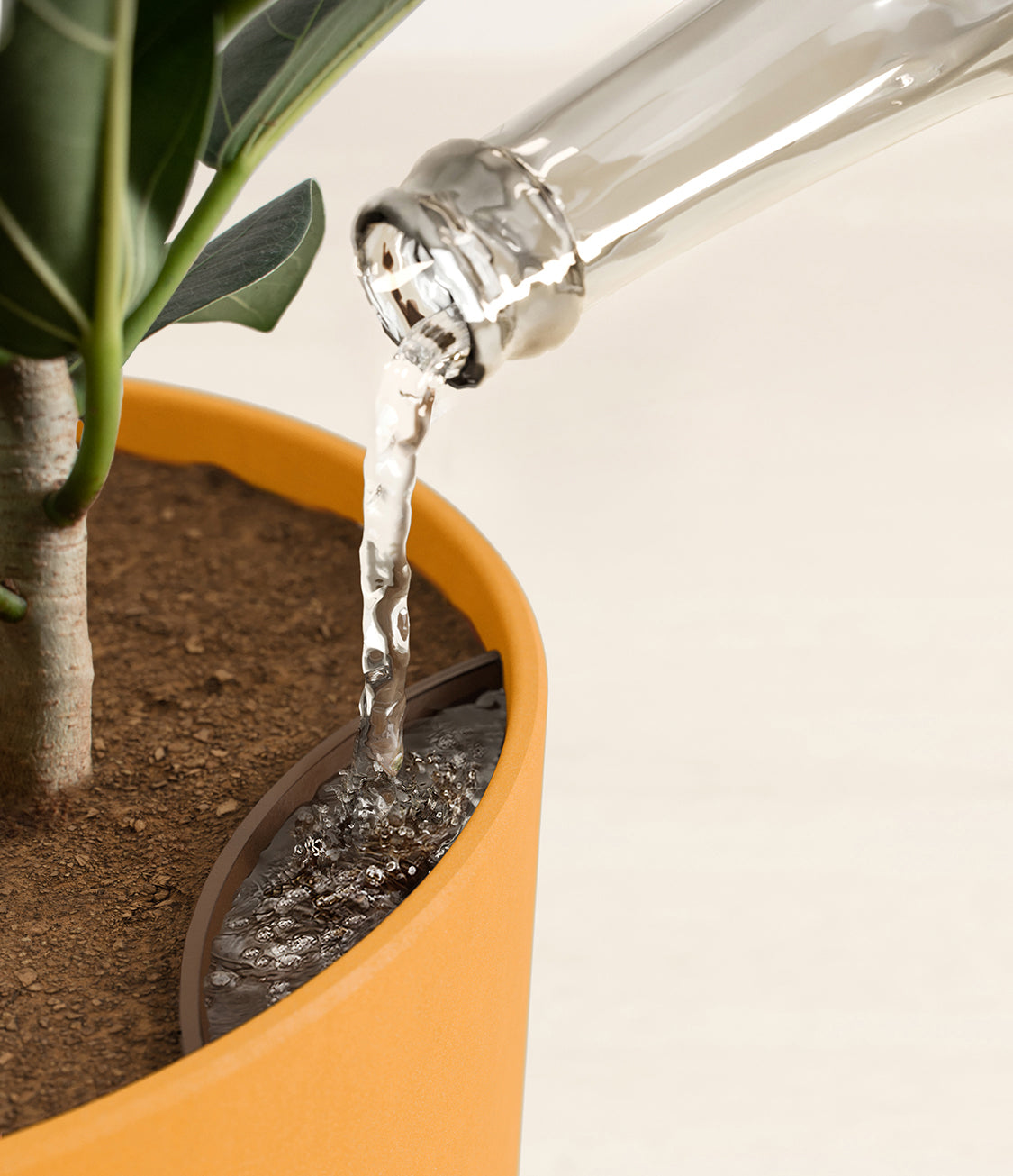 Ficus Audrey Tree With Mid-Century Pot Extra Large 5-6 ft tall, potted  plant, shipped by Léon & George