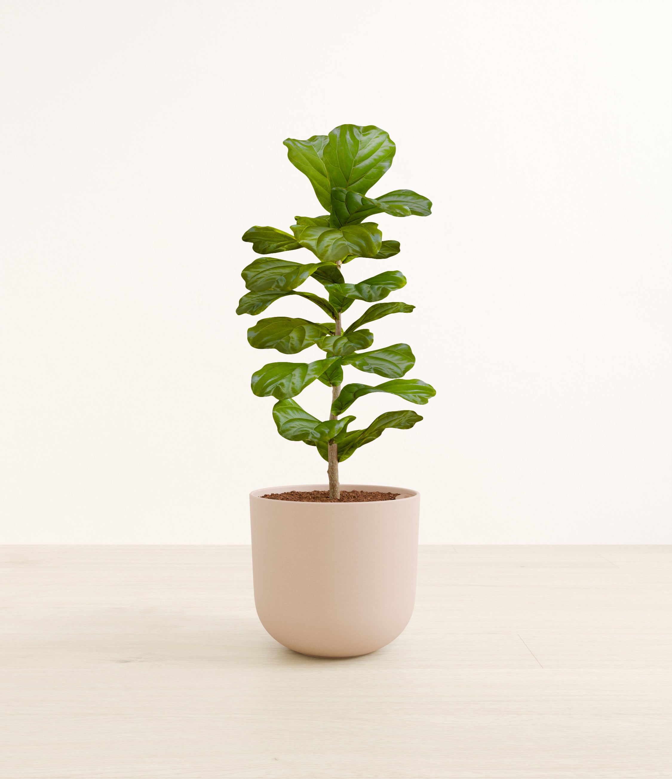 Planta artificial colgante Jazmín 70 cm - Easyplants