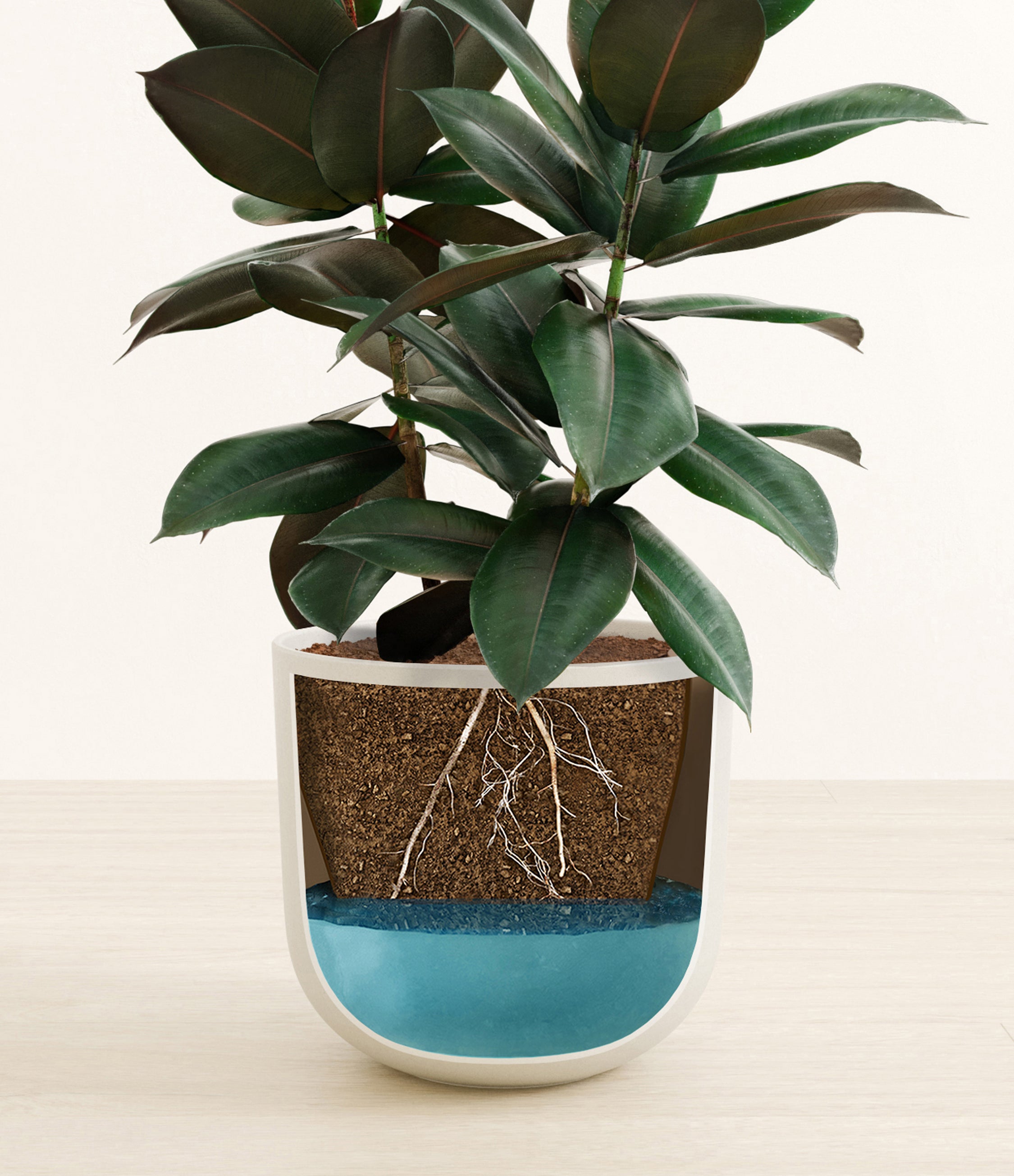 Large Rubber Tree, Indoor Plants and Houseplants for Delivery