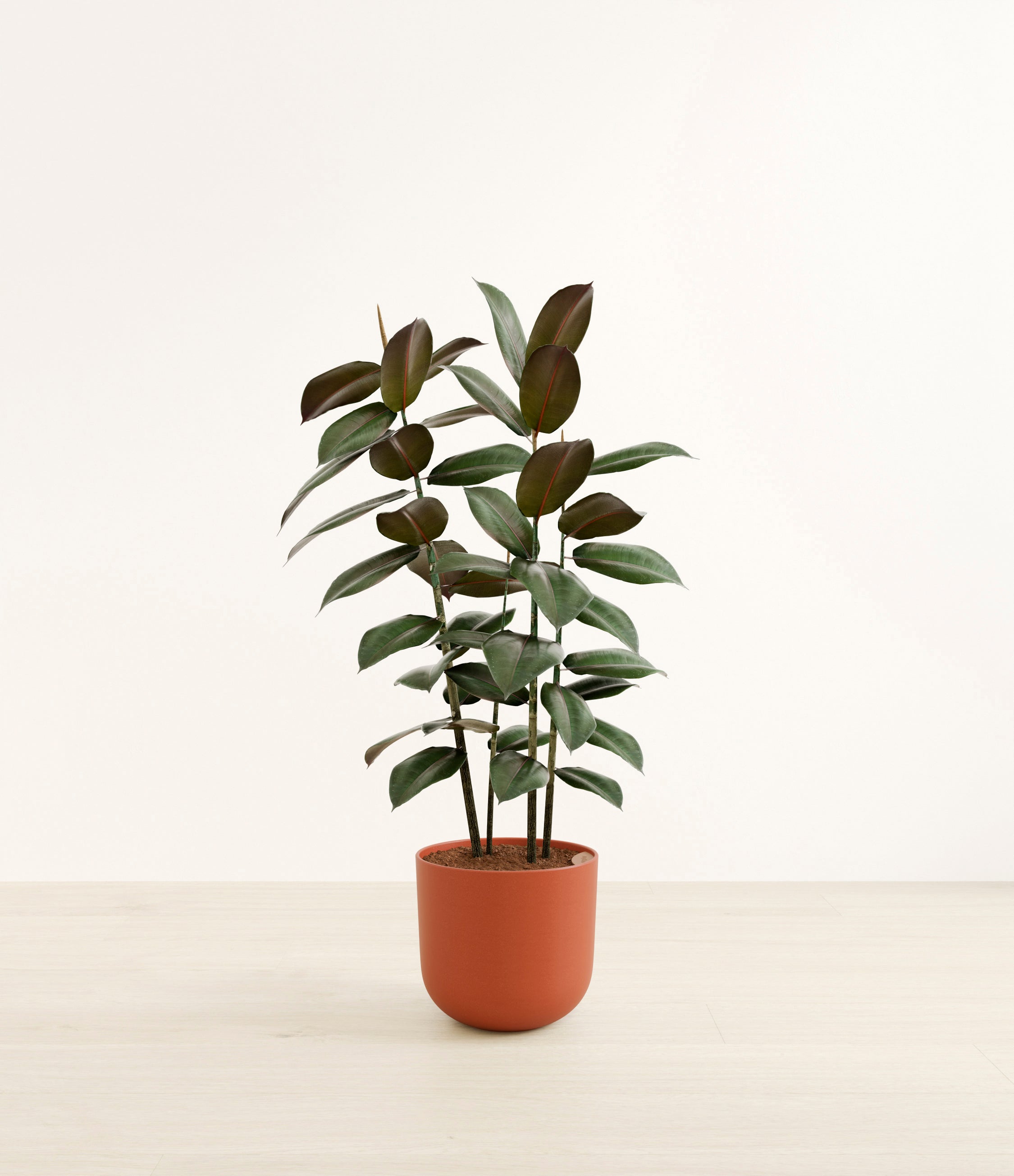 Rubber Plant - Chocolate - Large
